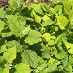 Hortenzia stromčekovitá (Hydrangea arborescens) 'FlowerWOW®' First Edition® - výška 30-40 cm, kont. C2L - OBROVSKÉ KVETY